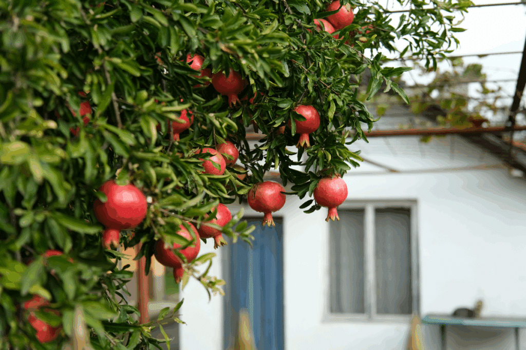 Romanzeira adulta e bastante ramificada, com folhagem verde densa e vários frutos de romã maduros, de casca vermelha, pendurados nos galhos. A árvore ocupa grande parte do primeiro plano e aparece em um ambiente residencial, com uma casa branca ao fundo, porta azul, janela e estrutura de cobertura. A imagem é fotografada em ambiente externo, com os frutos em destaque e o fundo levemente desfocado.