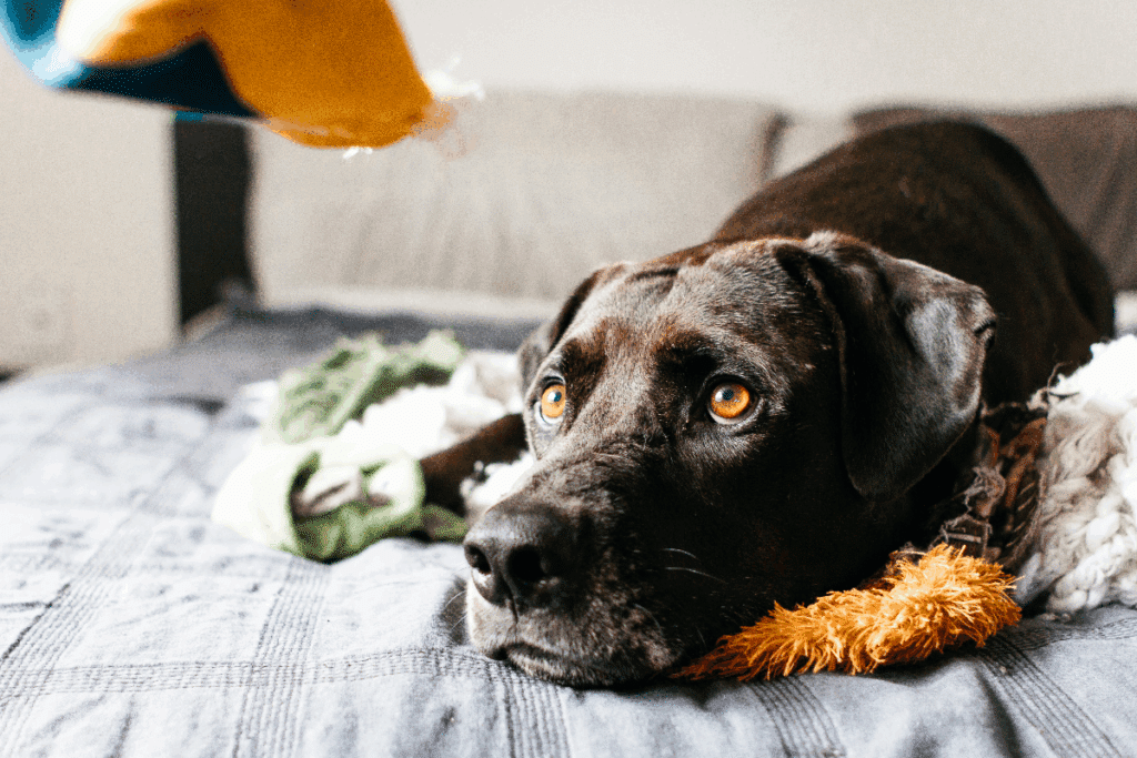 Foto com fundo em tons de cinza, branco e marrom, mostrando um cachorro de pelagem preta deitado sobre o sofá. O animal aparece em primeiro plano, com os olhos voltados para o lado, ao lado de brinquedos de pelúcia em tons de verde e laranja. Há uma pessoa parcialmente visível no canto superior esquerdo, segurando um objeto amarelo.