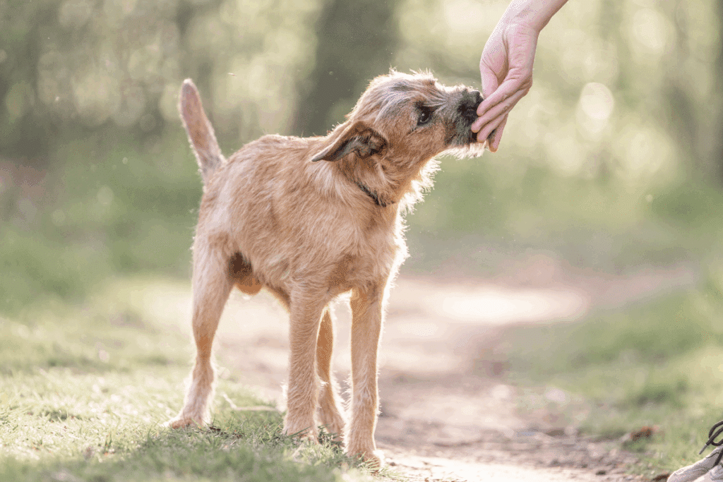 Cão da raça smoushond holandês, com pelos curtos e ásperos na cor de areia, em pé em um caminho ao ar livre, pegando um petisco diretamente da mão de uma pessoa