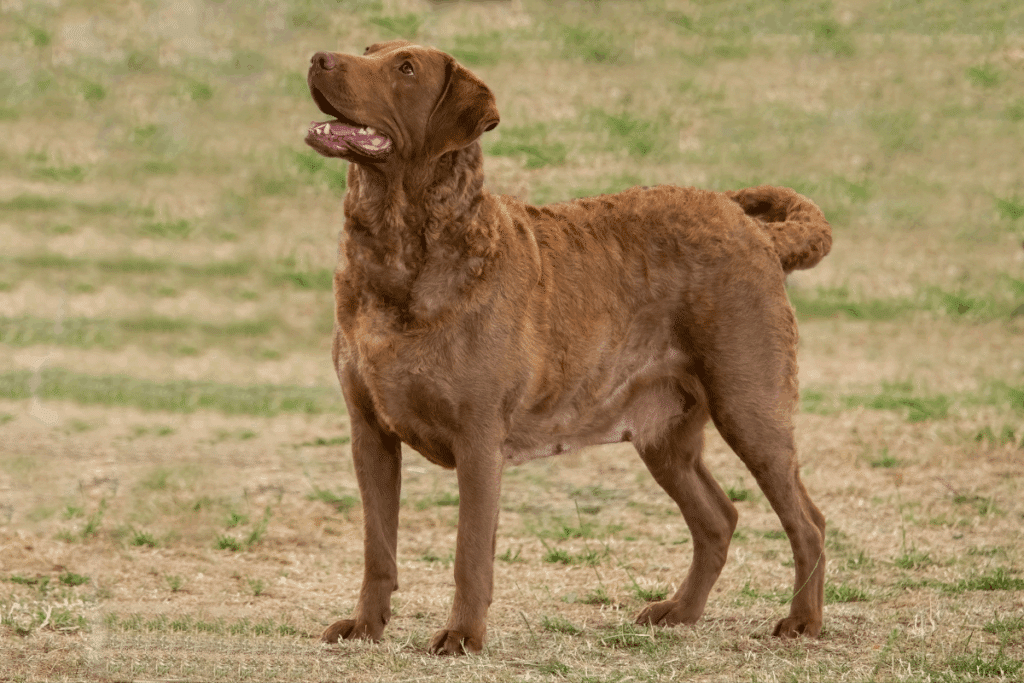 Um cão da raça Chesapeake Bay Retriever de pelagem castanha-clara e ondulada, em pé sobre um gramado seco, olhando para cima e para a esquerda com a boca levemente aberta.