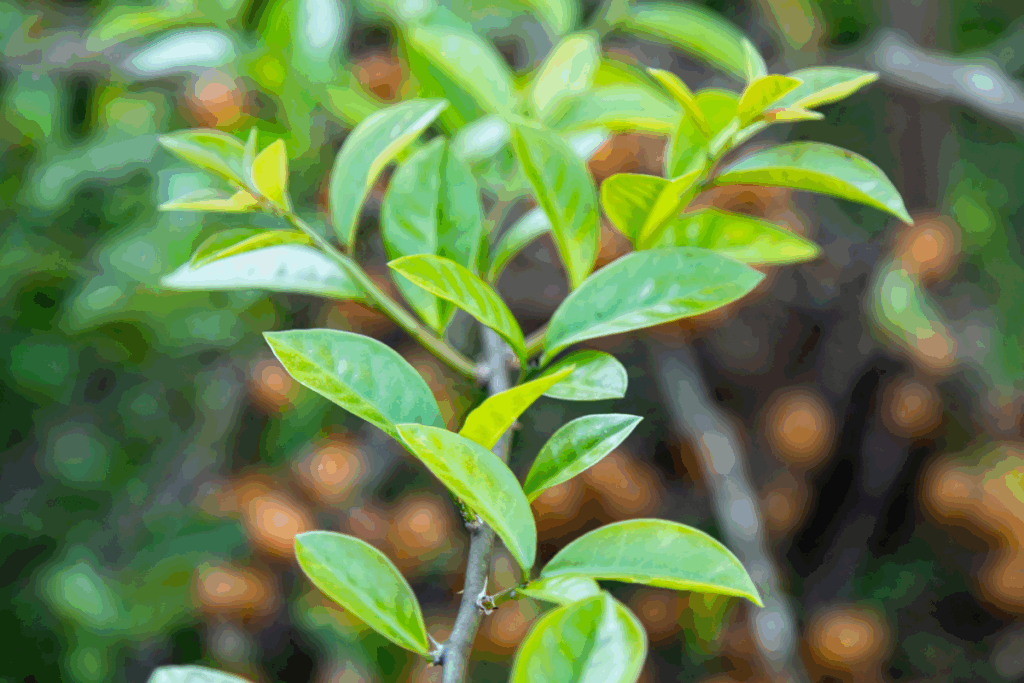 Foto com foco em folhas pequenas de planta levemente amareladas