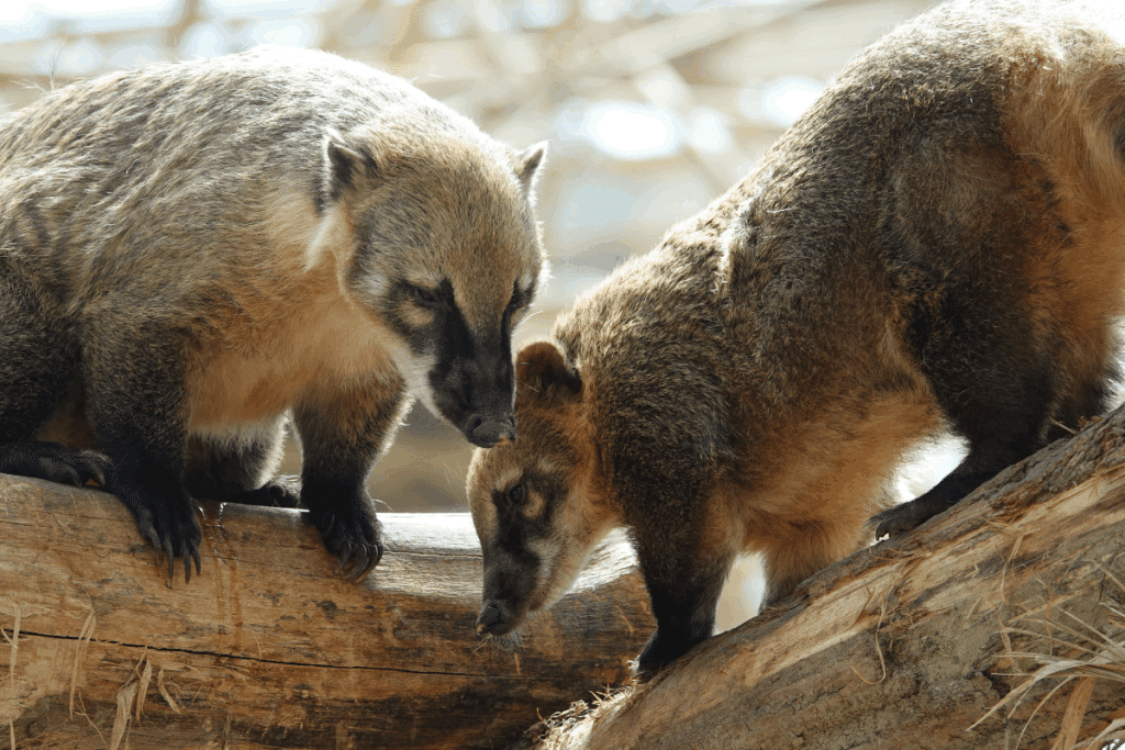 Dois quatis com pelagem bege e patas pretas em cima de um tronco de árvore