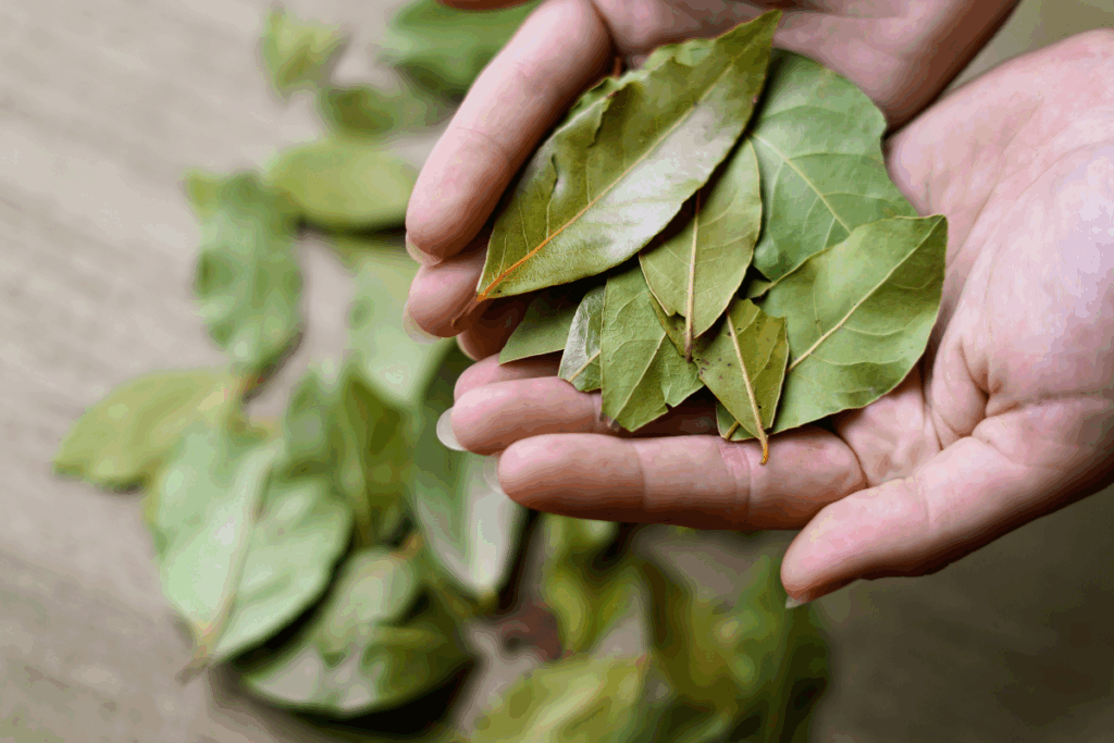 Duas mãos abertas seguram um punhado de folhas de louro secas em tons de verde e dourado. Ao fundo, sobre uma superfície de madeira clara desfocada, outras folhas de louro aparecem espalhadas