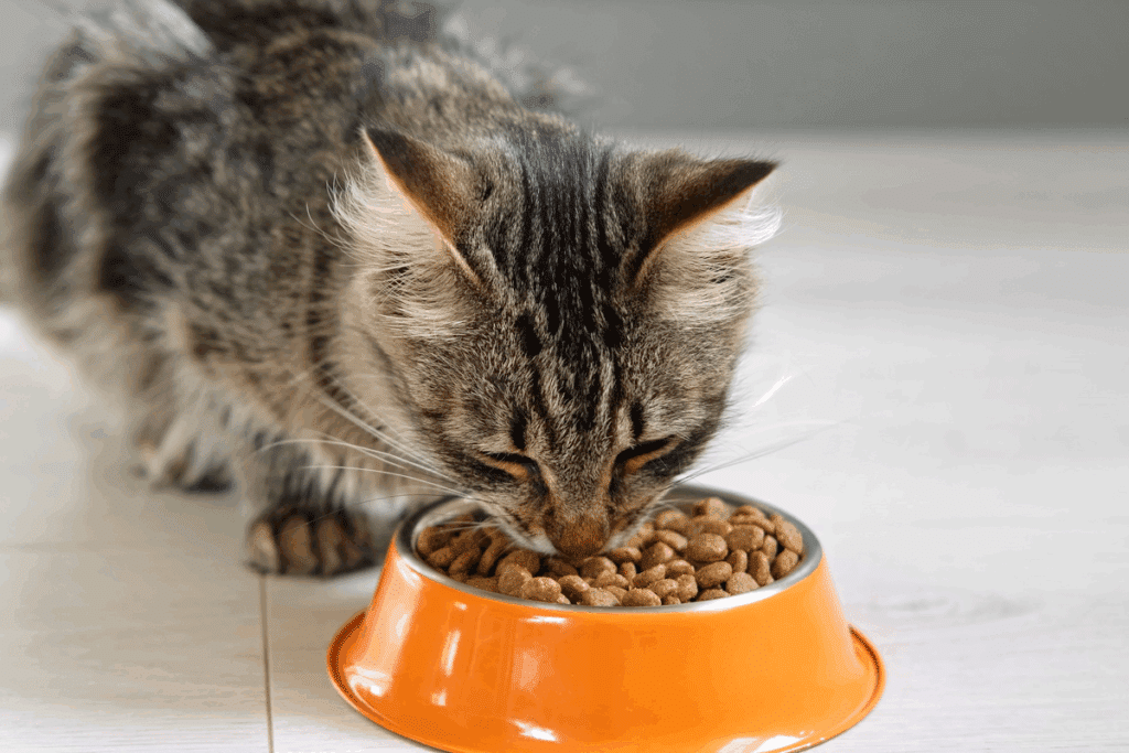 Fotografia de um gato de pelagem tigrada cinza e marrom, com pelos longos, comendo ração seca em um pote laranja de interior metálico. O pote está sobre um piso claro, e o fundo é cinza desfocado.