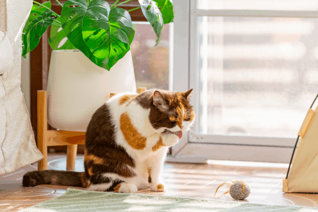 Gato de pelagem branca, marrom e laranja, sentado no chão de um ambiente interno e lambendo uma das patas. O animal está próximo a uma janela, com uma planta em vaso ao fundo e uma pequena bola de brinquedo à frente.