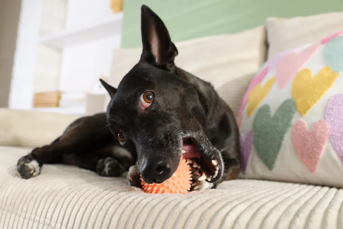 Cão preto deitado em um sofá claro mordendo alegremente uma bolinha alaranjada de textura espetada ao lado de uma almofada decorada