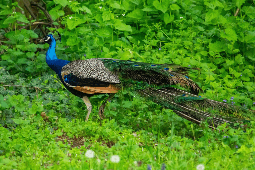 Pavão de perfil caminhando sobre a vegetação verde, mantendo a longa cauda recolhida atrás do corpo
