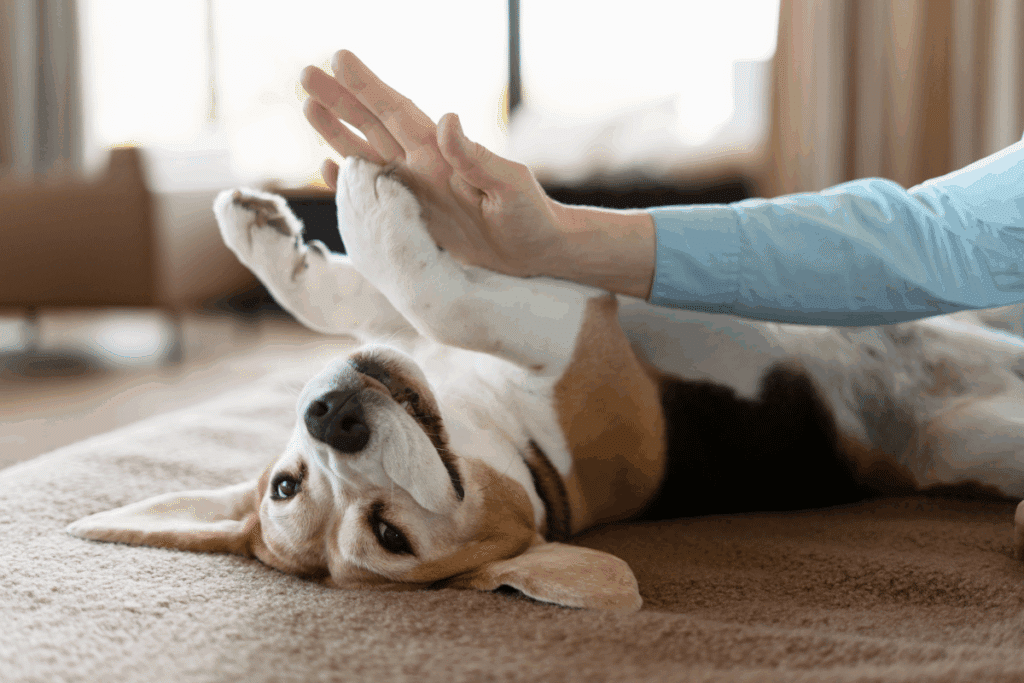 Cão Beagle deitado de costas em uma superfície macia encosta a pata na mão de uma pessoa para pedir carinho
