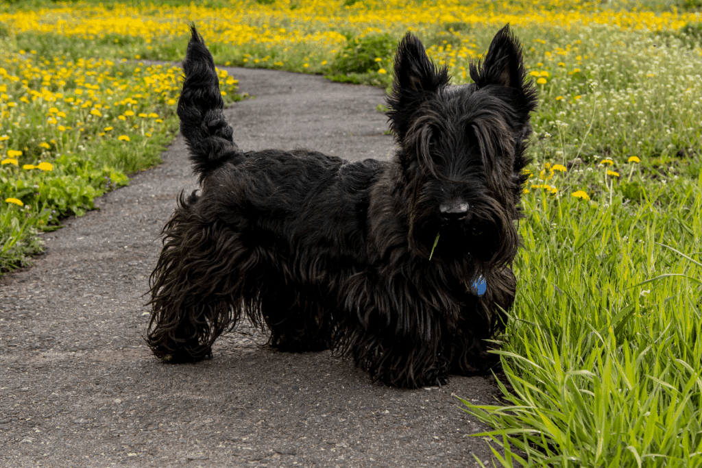 Um cachorro pequeno de pelagem preta e longa está em pé sobre um caminho, cercado por grama e pequenas flores amarelas