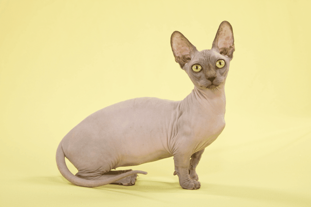 Gato bambino, sem pelo e de pernas curtas, com pele rosada e acinzentada e rugas no pescoço, sentado de lado sobre um fundo amarelo-claro de estúdio. Ele vira a cabeça para a frente, com orelhas enormes e pontudas e olhos amarelos arregalados, e a cauda longa e fina está enrolada no chão.