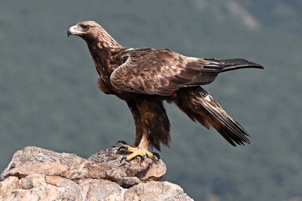 Uma águia-real de perfil, em pé sobre o topo de uma rocha com as asas levemente abertas. Ela possui plumagem castanha com tons dourados no pescoço, olhos atentos e garras amarelas firmes na pedra.