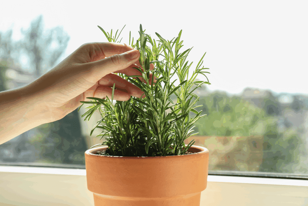 Mão tocando uma planta de alecrim fresca plantada em um vaso de barro marrom posicionado próximo a uma janela ensolarada.