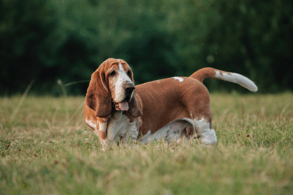 Cão da raça Basset Hound de pelagem marrom e branca em um gramado ao ar livre. Ele está de perfil, com corpo longo, patas curtas, orelhas compridas e cauda erguida.
