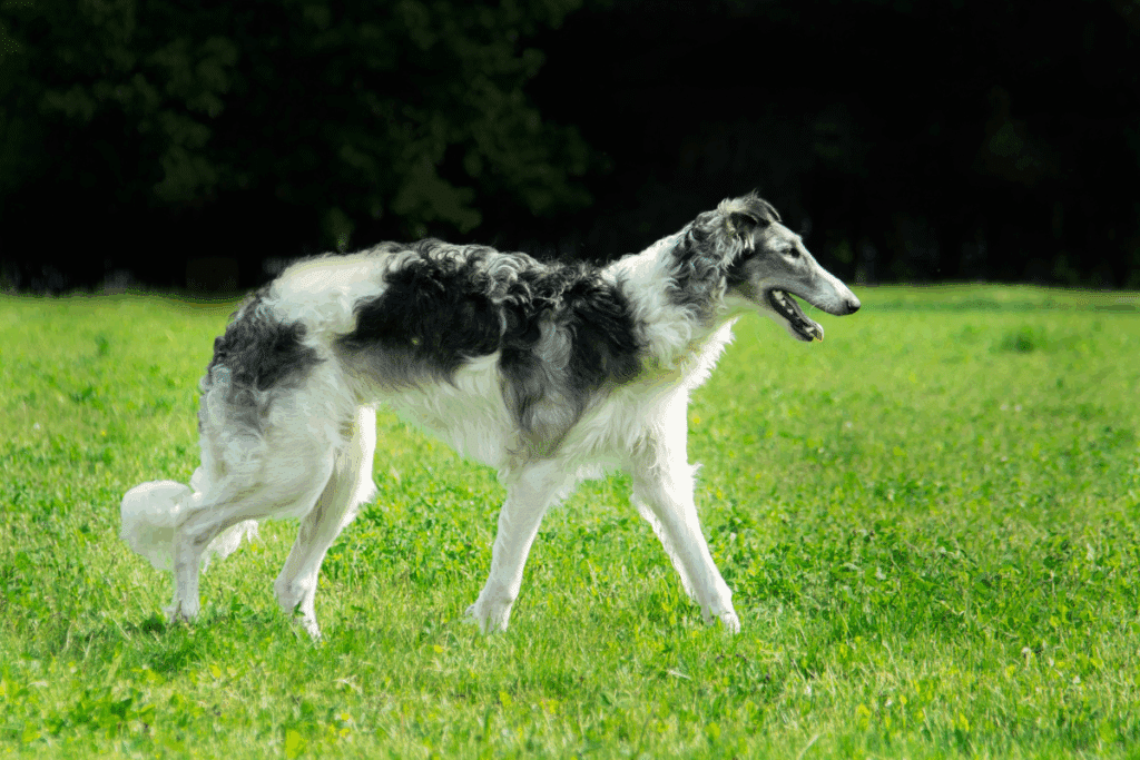 Cão da raça borzoi de pelagem longa e ondulada, com manchas cinza-escuro e brancas, caminhando de perfil sobre um gramado verde.