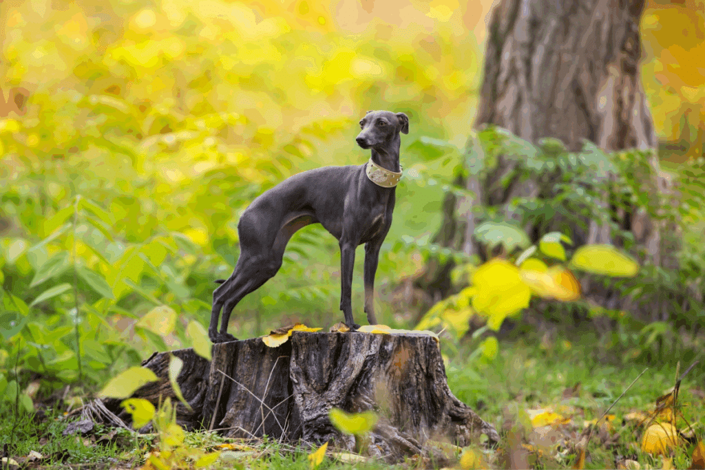 Pequeno cão da raça galgo Italiano de pelagem curta e cinza-escuro, em pé sobre o tronco de uma árvore cortada em meio a um jardim com vegetação verde e folhas amareladas.