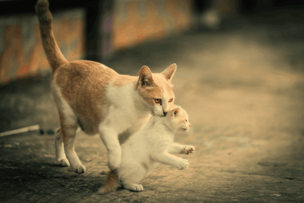 Gata de pelagem branca e amarela carregando seu filhote branco pela nuca em uma superfície cinza.