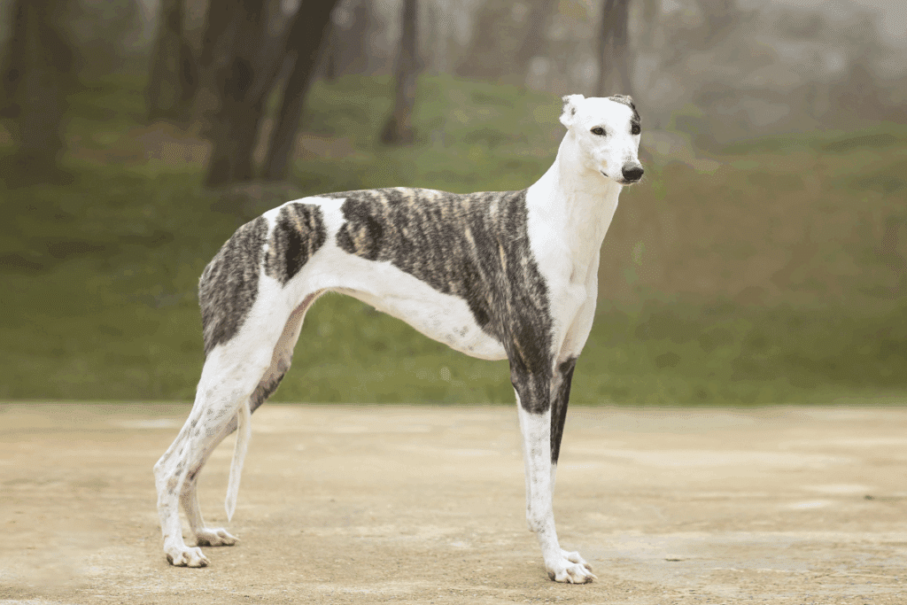 Cão esbelto da raça greyhound de pelos curtos e pelagem branca com grandes manchas tigradas escuras, posando de perfil em um espaço ao ar livre.