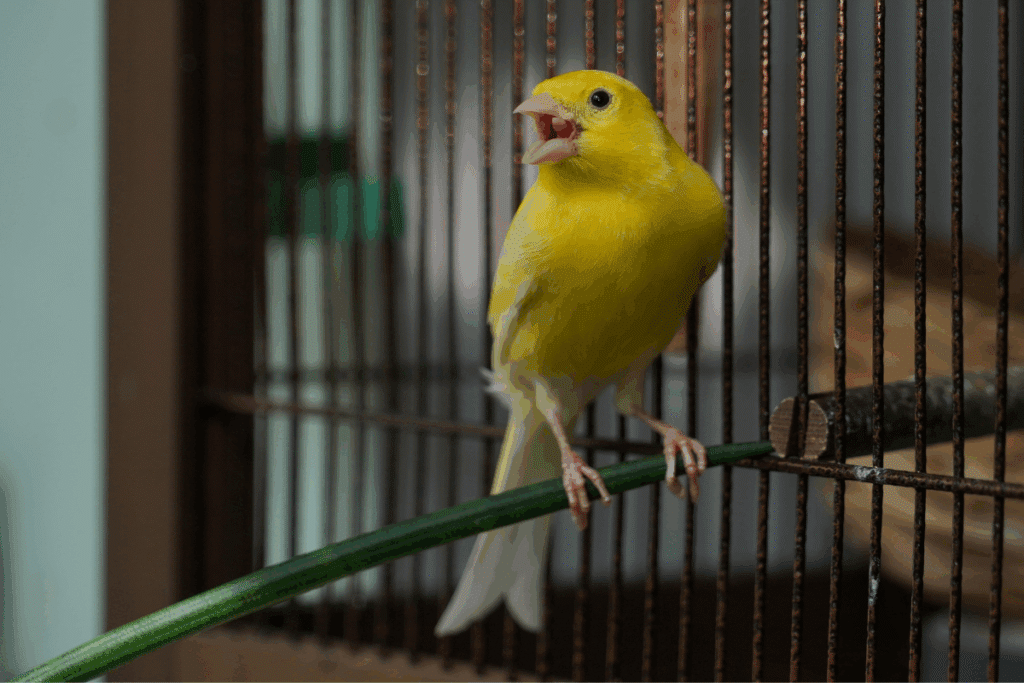 Um canário de cor amarelo-brilhante dentro de uma gaiola, pousado em um poleiro com o bico aberto, como se estivesse cantando.