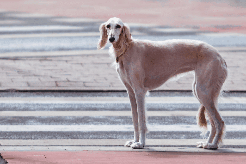 Cão da raça saluki de pelagem curta bege-clara, com franjas de pelos mais longos e macios nas orelhas e na cauda, parado de pé sobre uma faixa de pedestres.