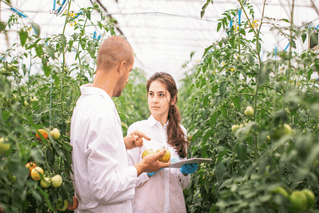 A imagem mostra dois profissionais da agronomia realizando uma inspeção em uma plantação de tomates dentro de uma estufa agrícola. Um homem e uma mulher, ambos vestidos com camisas brancas, conversam enquanto observam os frutos e as condições das plantas. O homem segura dois tomates e gesticula durante a conversa, enquanto a mulher, utilizando luvas azuis, segura um tablet para acompanhar ou registrar informações sobre o cultivo