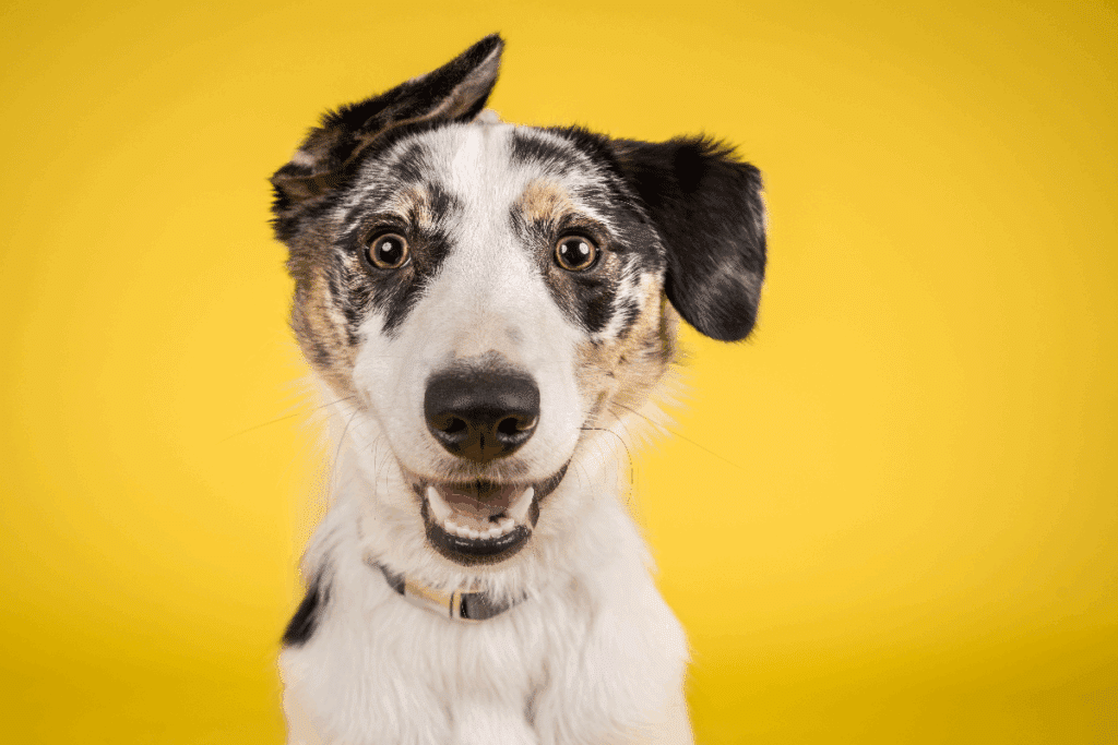 A imagem mostra um cachorro de pelagem branca com manchas pretas e marrons, fotografado de frente contra um fundo amarelo vibrante. O animal está com a boca aberta, exibindo uma expressão alegre e atenta, enquanto olha diretamente para a câmera.