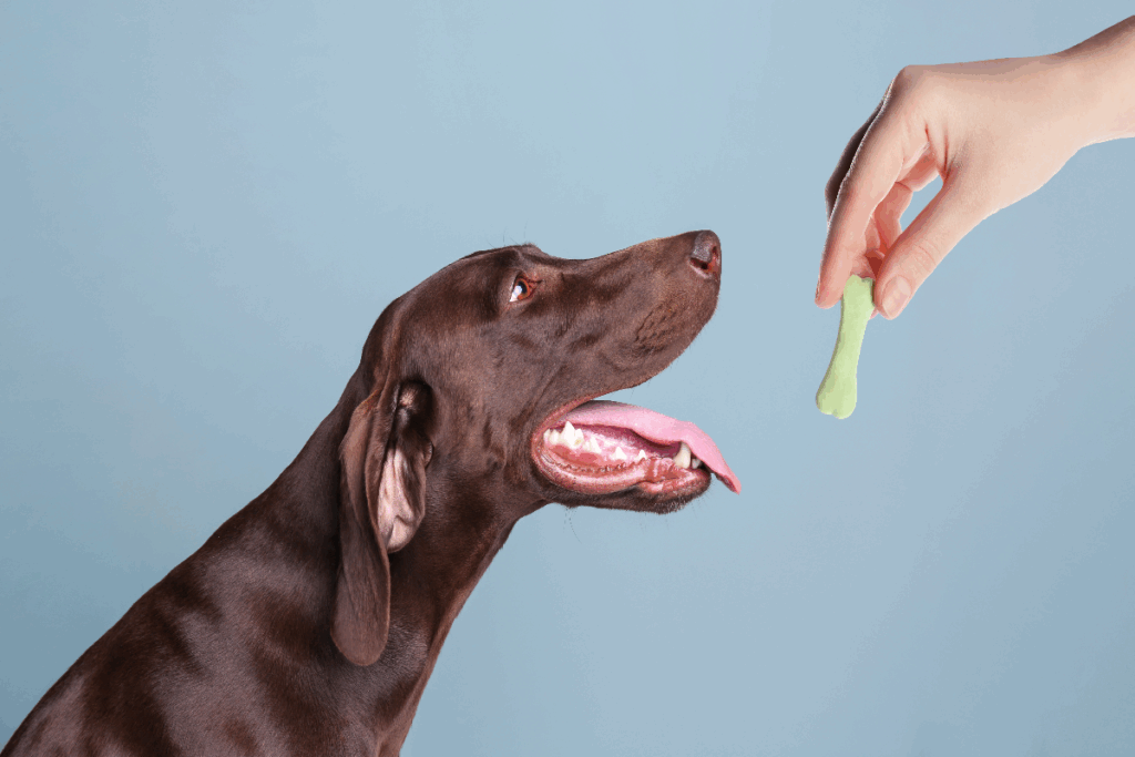 A imagem mostra um cachorro de pelagem curta marrom-escura, orelhas caídas e olhos castanhos, olhando atentamente para um petisco verde em formato de osso, segurado pela mão de uma pessoa. O animal aparece de perfil, com a boca aberta, a língua para fora e uma expressão animada. A cena tem um fundo azul-claro, destacando o cachorro e o petisco.