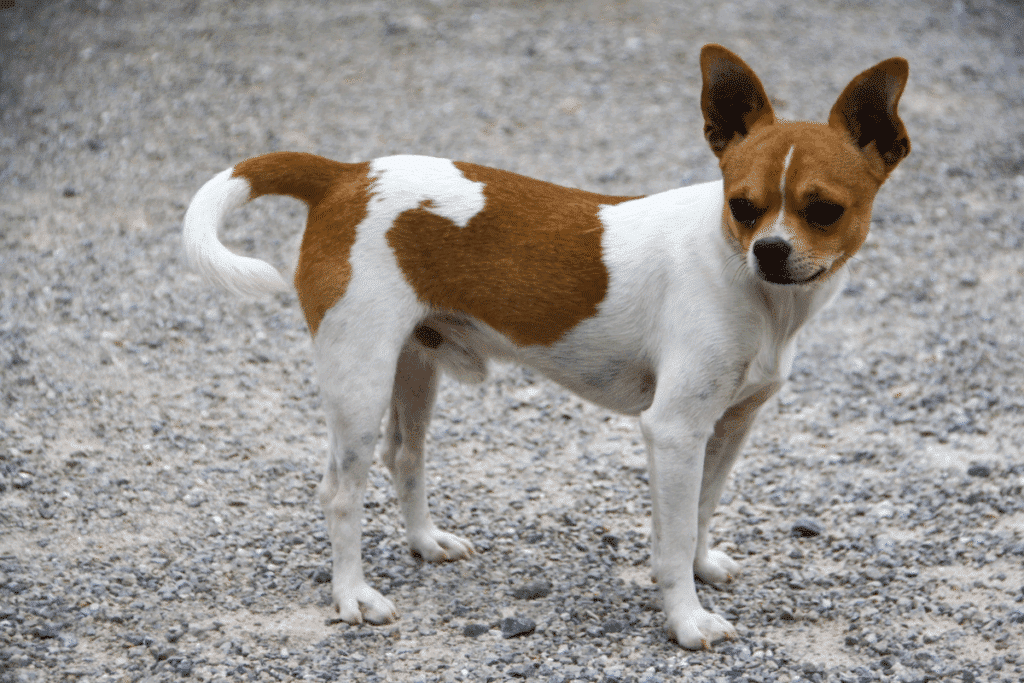 Cão pequeno da raça chihuahua de pelo curto, com pelagem branca e manchas marrons, em pé sobre um chão de cascalho.