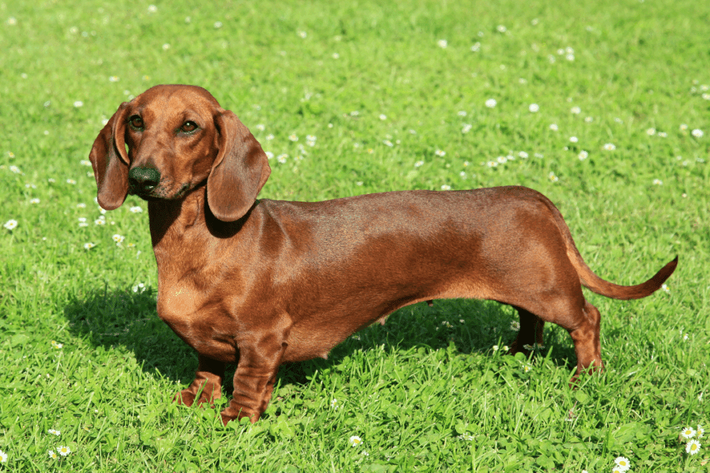 Um cão de pequeno porte, com corpo comprido, pernas curtas e pelagem curta e brilhante, de cor marrom-avermelhada. Tem orelhas longas e caídas, olhos escuros e focinho alongado. Está em pé sobre um gramado verde com pequenas flores brancas, olhando para a câmera.