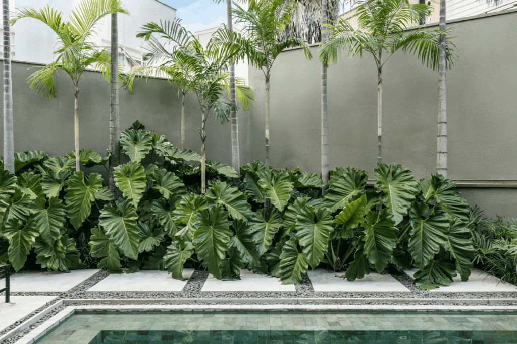 Jardim junto a uma piscina retangular, com água verde-clara ocupando a faixa inferior da imagem. Atrás da piscina, grandes filodendros de folhas verdes, largas, brilhantes e profundamente recortadas formam um canteiro contínuo ao longo de um muro alto em tom cinza-esverdeado. Entre as folhagens, várias palmeiras de troncos finos e claros se elevam até suas copas de folhas alongadas, que se espalham pela parte superior da cena. O piso ao redor da piscina é composto por placas retangulares de pedra clara, separadas por faixas estreitas de pequenas pedras cinzentas. Ao fundo, aparecem partes de construções brancas e o céu azul-claro, compondo um ambiente externo iluminado e cercado por vegetação tropical.
