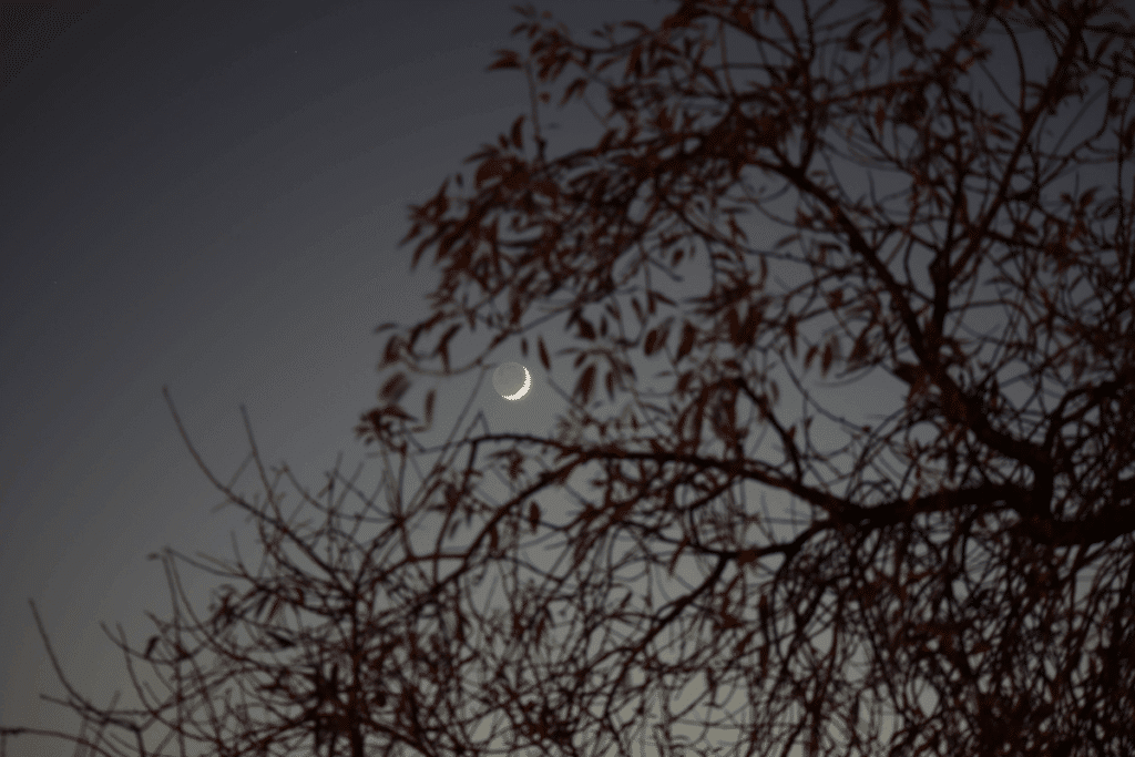 Fotografia da lua minguante em fina foice iluminada à direita, em um céu azul-acinzentado de crepúsculo. Em primeiro plano, galhos e folhas de uma árvore aparecem desfocados em silhueta escura, emoldurando a lua.