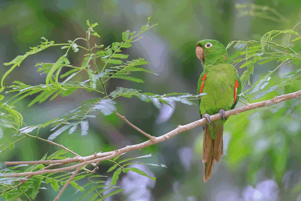 A imagem mostra uma maritaca de plumagem predominantemente verde pousada em um galho, cercada por folhas. A ave apresenta detalhes vermelhos nas asas, bico em tom claro e cauda longa amarronzada