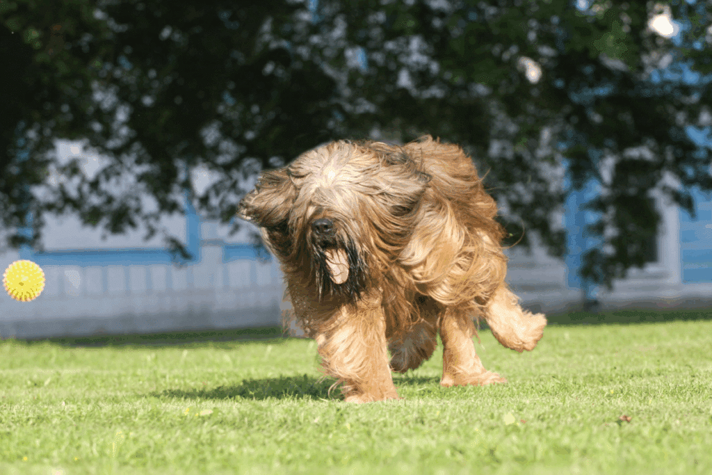 Um cão da raça pastor de brie de pelagem longa e castanha corre no gramado com a língua para fora, perseguindo uma bola amarela que está no ar.