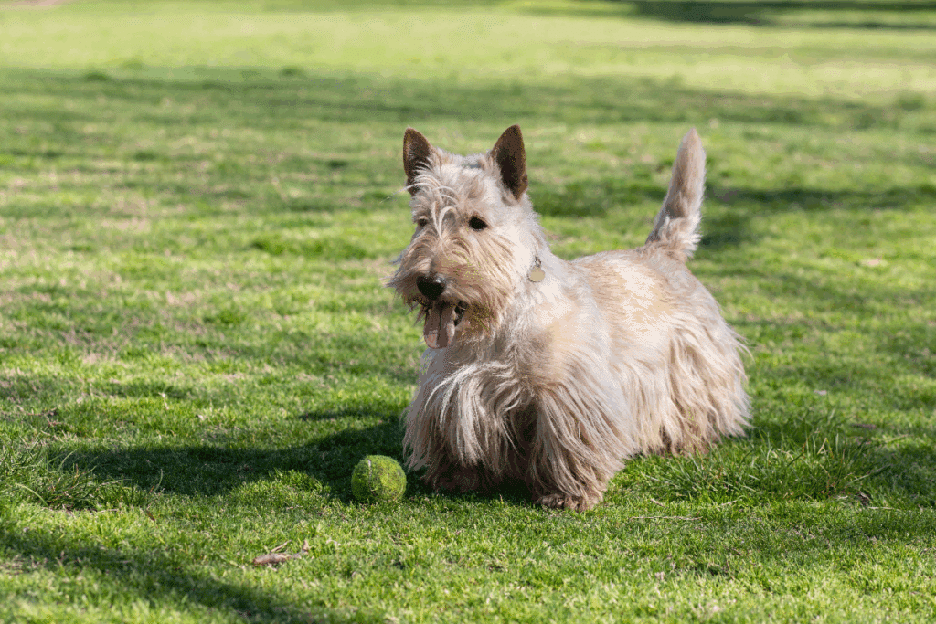 Um cão de pequeno porte, com pelagem longa e desgrenhada em tom creme, orelhas pontudas e eretas e focinho coberto por pelos compridos. Ele está deitado sobre um gramado verde, com a língua para fora e uma bola verde à sua frente. Ao fundo, há uma área gramada iluminada pelo sol.